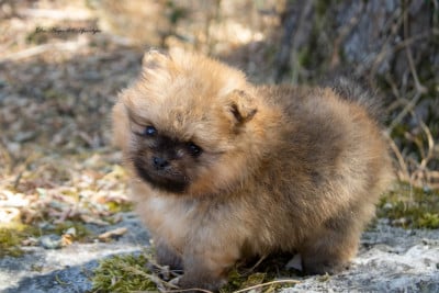 Les chiots de Spitz allemand