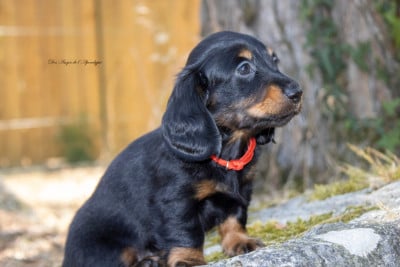 Les chiots de Teckel poil long