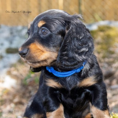Les chiots de Teckel poil long