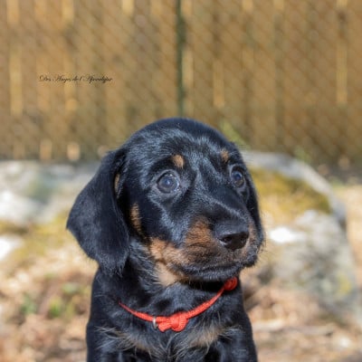 Les chiots de Teckel poil dur