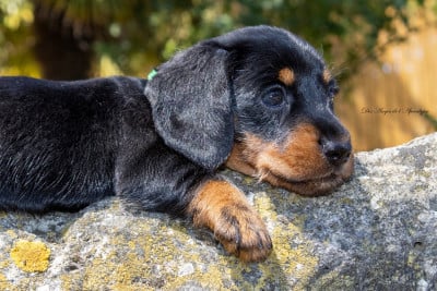 Les chiots de Teckel poil dur