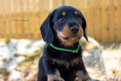 Les chiots de Teckel poil dur
