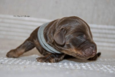 Les chiots de Teckel poil long