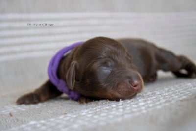 Les chiots de Teckel poil long