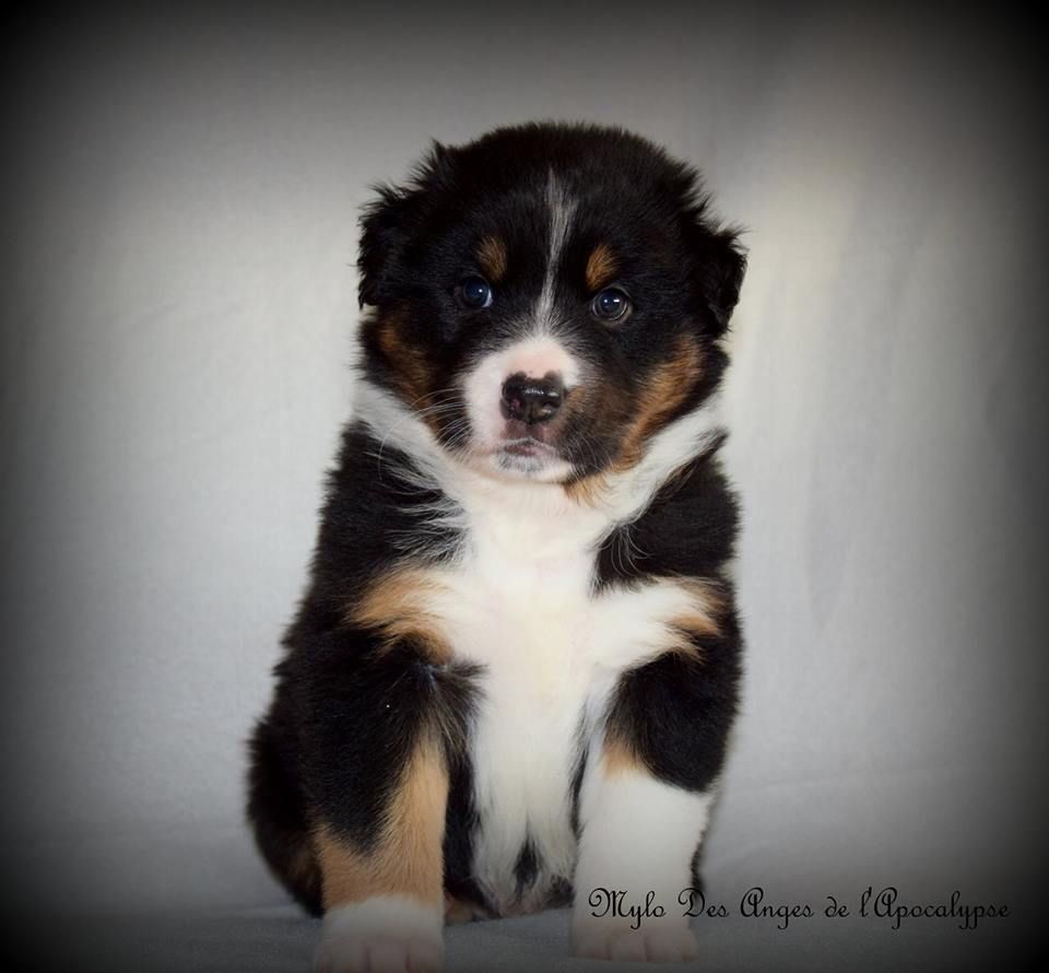 Accueil Elevage Des Anges De Lapocalypse Eleveur De