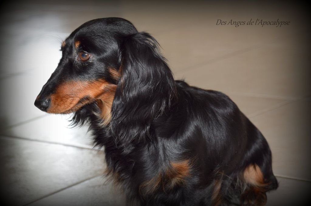 Nuit câline dite naevia du domaine de luard - CACS + 1er Excellent + Meilleur de race