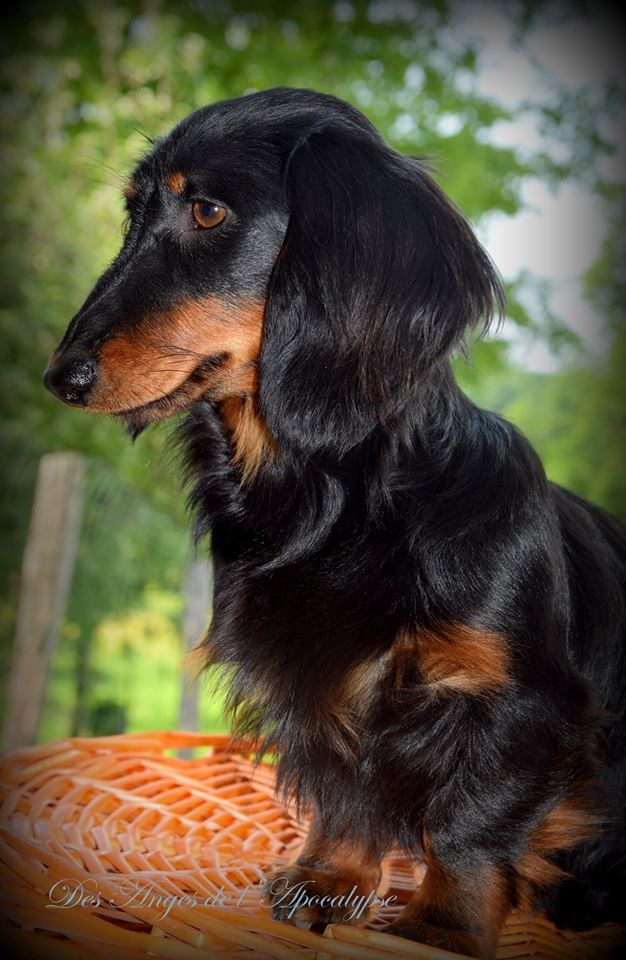 Nuit câline dite naevia du domaine de luard - 1er Excellent + Meilleur de sexe opposé