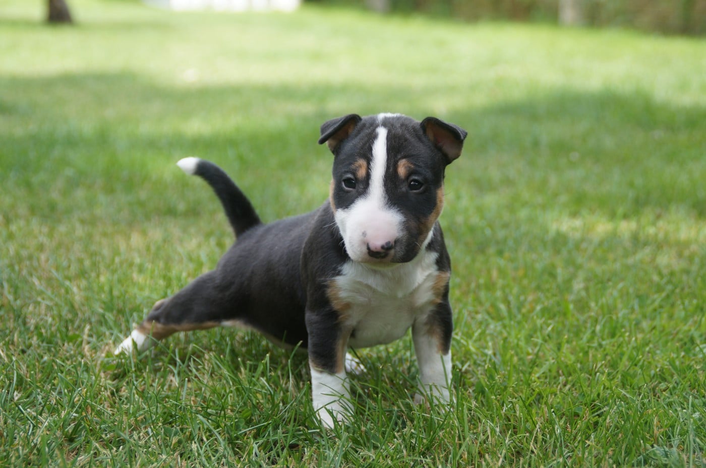 Bull Terrier Miniature - Du Trésor Des Mines