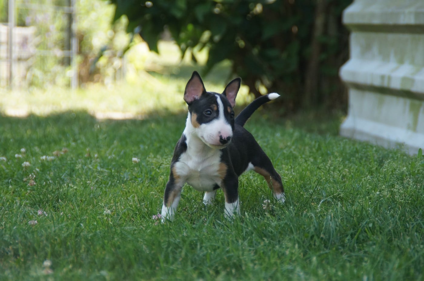 Bull Terrier Miniature - Du Trésor Des Mines