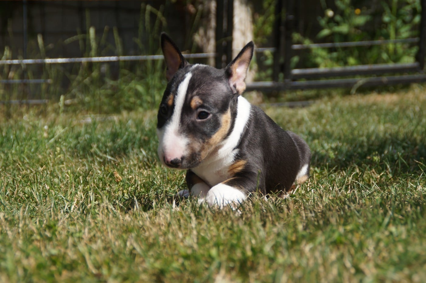 BELLE