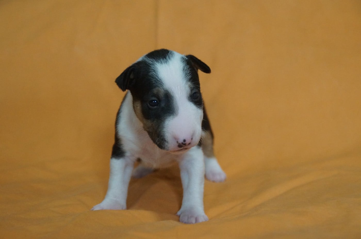 Bull Terrier Miniature - Du Trésor Des Mines