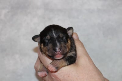 Les chiots de Bull Terrier Miniature