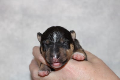 Les chiots de Bull Terrier Miniature