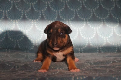 Les chiots de Bull Terrier Miniature
