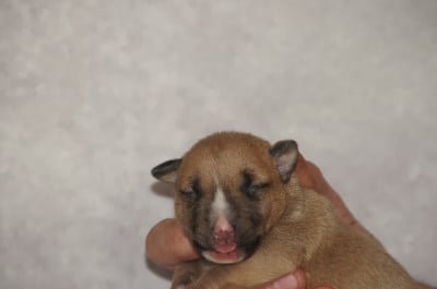 Les chiots de Bull Terrier Miniature