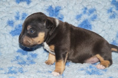Les chiots de Bull Terrier Miniature
