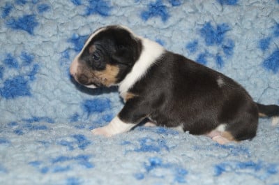 Les chiots de Bull Terrier Miniature