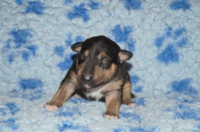 Les chiots de Bull Terrier Miniature