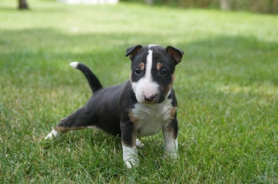 Les chiots de Bull Terrier Miniature