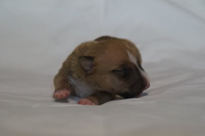 Les chiots de Bull Terrier Miniature