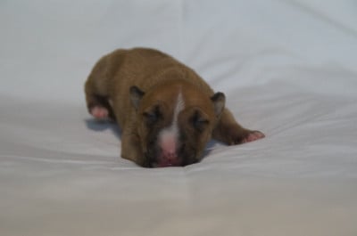 Les chiots de Bull Terrier Miniature