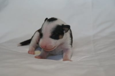 Les chiots de Bull Terrier Miniature