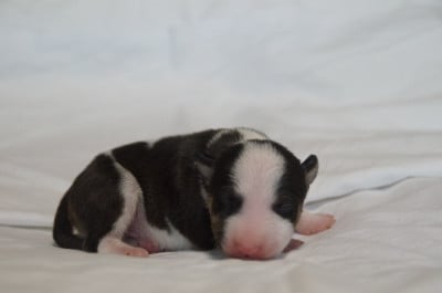 Les chiots de Bull Terrier Miniature