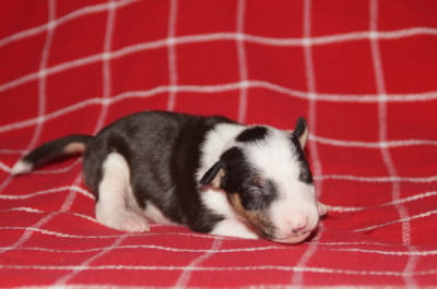 Les chiots de Bull Terrier Miniature