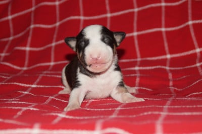 Les chiots de Bull Terrier Miniature