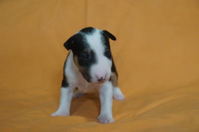 Les chiots de Bull Terrier Miniature