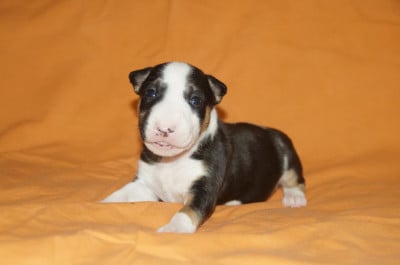 Les chiots de Bull Terrier Miniature
