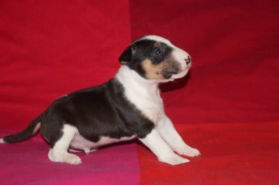 Les chiots de Bull Terrier Miniature
