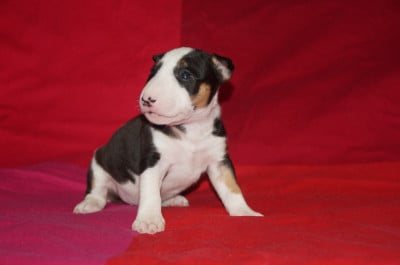 Les chiots de Bull Terrier Miniature