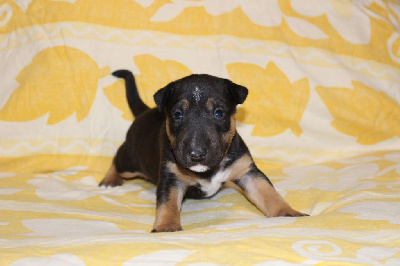 Les chiots de Bull Terrier Miniature