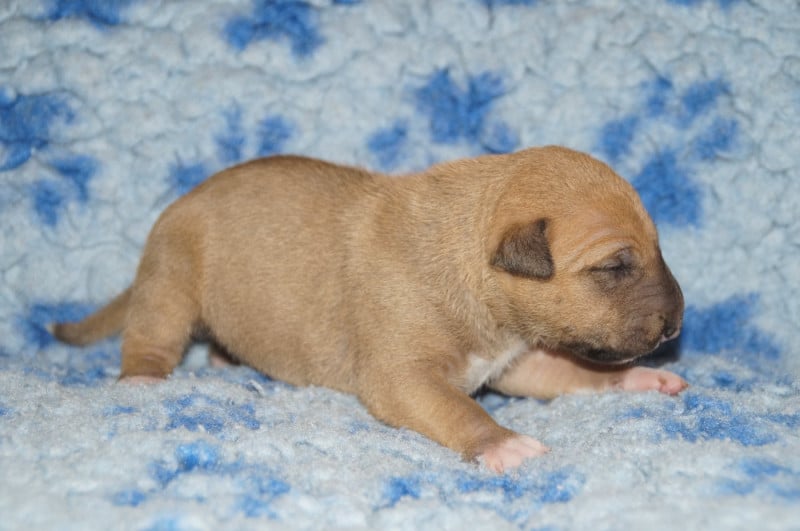 Bull Terrier Miniature - Du Trésor Des Mines
