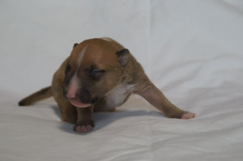 Bull Terrier Miniature - Du Trésor Des Mines