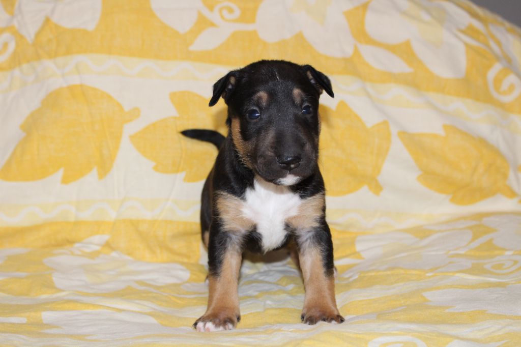Bull Terrier Miniature - Du Trésor Des Mines