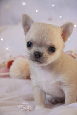 Les chiots de Chihuahua