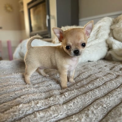 Les chiots de Chihuahua