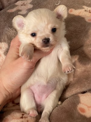 Les chiots de Chihuahua