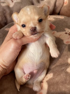 Les chiots de Chihuahua