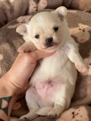 Les chiots de Chihuahua