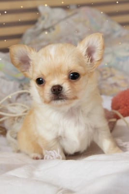 Les chiots de Chihuahua