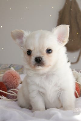 Les chiots de Chihuahua