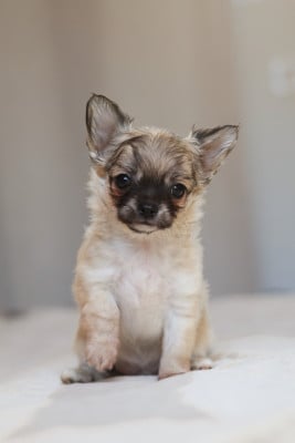 Les chiots de Chihuahua
