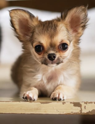 Les chiots de Chihuahua