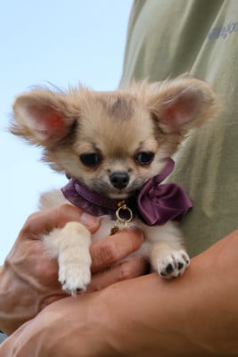 Les chiots de Chihuahua