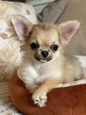 Les chiots de Chihuahua