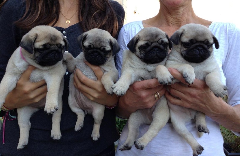 Chiot Elevage Du Val D Hermes Eleveur De Chiens Carlin