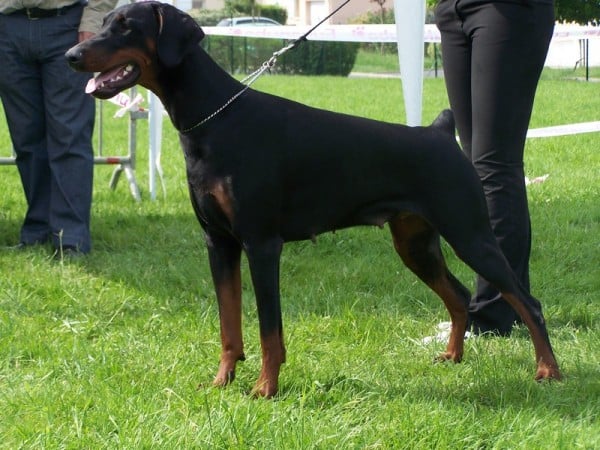 Publication : Bloodstock